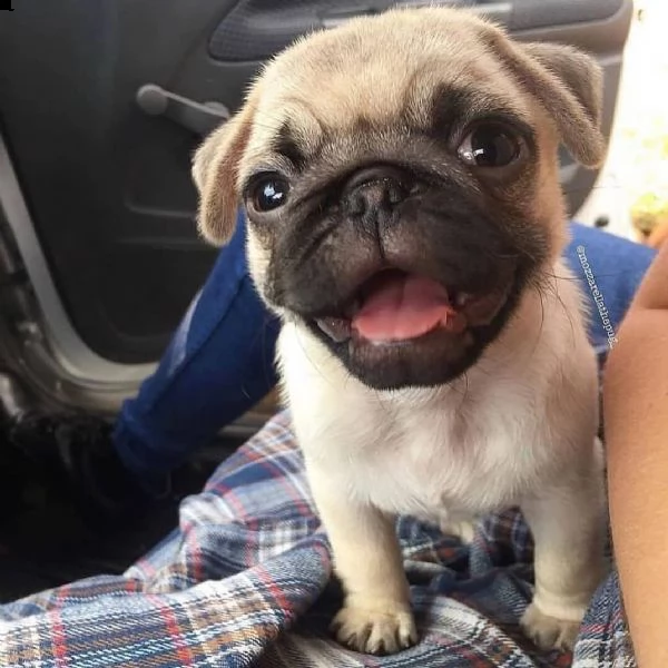 regalo pug cuccioli | Foto 0