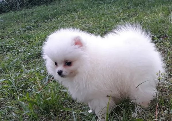 spettacoli cuccioli di volpino di pomerania nanospitz | Foto 1