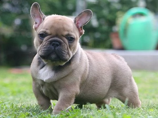 regalo cucciolata di bouledogue francese