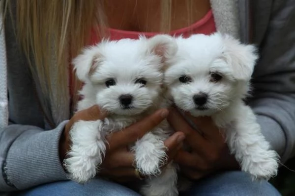 regalo  adorabili cuccioli di maltese toy