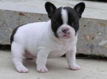 regalo bulldog francese cuccioli disponibile