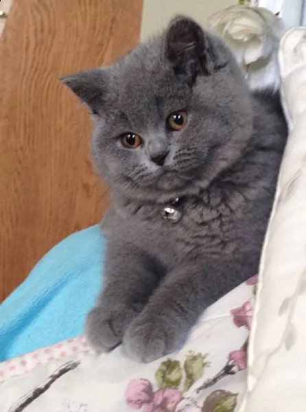 offro in regalo british shorthair gattini con pedigree  cuccioli di  british shorthair siamo urgent
