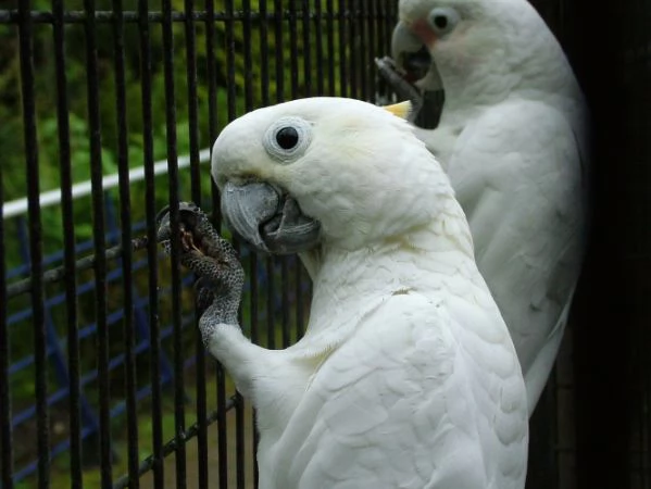  cacatua di pappagalli i ucelli di pappagalli sono disponibili per ladozione con tutte le vaccinaz