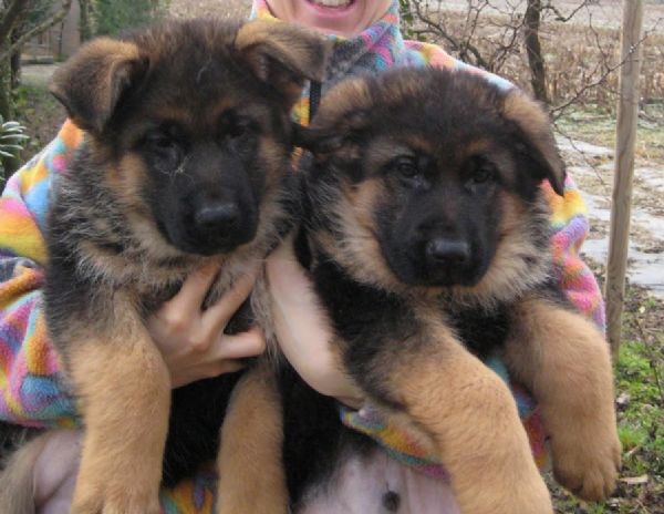Regalo cucciolo Pastore Tedesco da Privato a Matera cuccioli di pastore