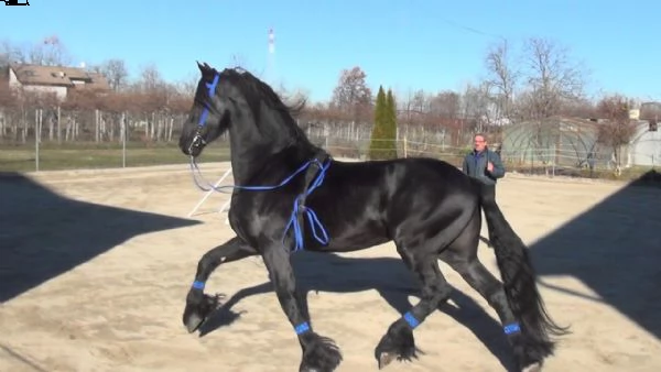 cavallo frisone  8 anni  alla ricerca di un nuovo fantino  ottimo carattere bellissimo movimento