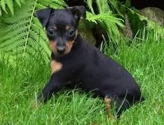 cuccioli di pinscher disponibile per ladozione statura molto piccola i cuccioli hanno circa 2 mes