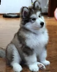 offro in adozione cucciolo regalo alaskan malamute cuccioli disponibile per ladozione adorabili c u