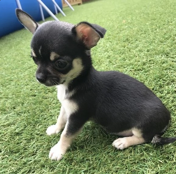 cuccioli di chihuahua toy disponibile per ladozione statura molto piccola i cuccioli hanno circa 