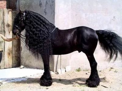 cavallo frisone  8 anni  alla ricerca di un nuovo fantino  ottimo carattere bellissimo movimento