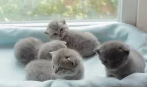 gattini certosini   adorabili gattini e carino maschio e femmine i nostri cuccioli sono 3 mesi di e | Foto 0