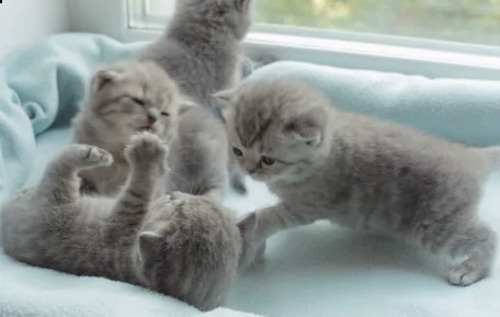 gattini certosini   adorabili gattini e carino maschio e femmine i nostri cuccioli sono 3 mesi di e