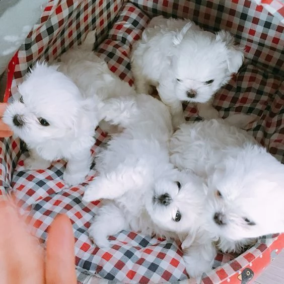 maltese mini toy