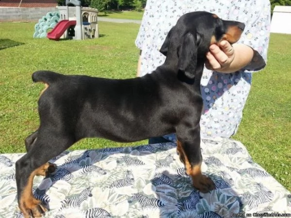 cuccioli di doberman  abbiamo cuccioli di doberman disponibile versione maschile e femminile i cucc