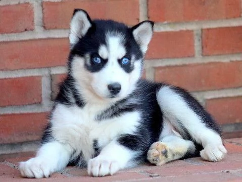 offro in regalo husky cuccioli con pedigree  cuccioli di  husky siamo urgentemente alla ricerca di 