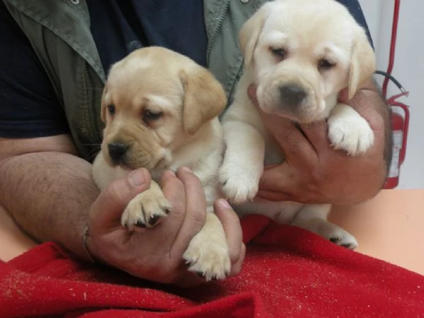 cuccioli di labrador retriever con pedigree enci  | Foto 0