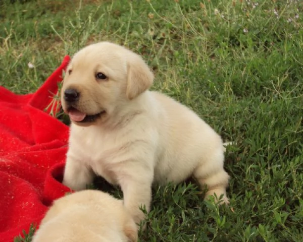 cuccioli di labrador retriever con pedigree enci 