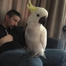  vpappagalli cacatua allevati a mano domati e gi socievoli addestrati da noi nelle nostre voliere