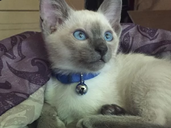 gattini siamesi adorabili gattini e carino maschi e femmine i nostri cuccioli sono 3 mesi di et e 