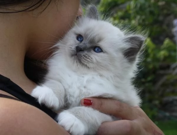 gattini di sacro birmania gratuitoabbiamo cuccioli di sacro birmania disponibile versione maschile