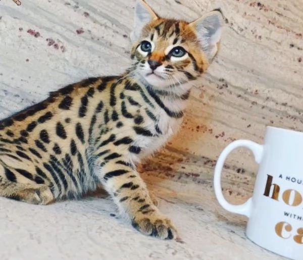 offro in regalo savannah gattini con pedigree  cuccioli di savannah siamo urgentemente alla ricerca
