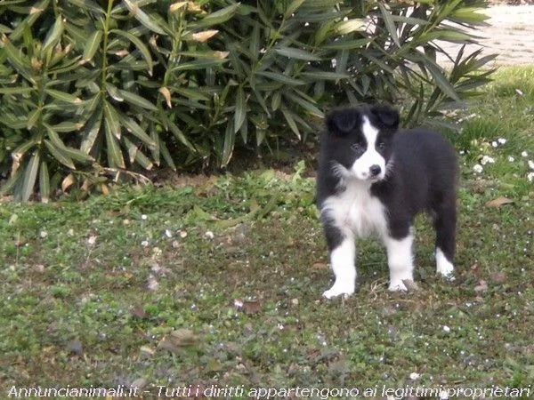 border collie con pedigre splendidi cuccioli