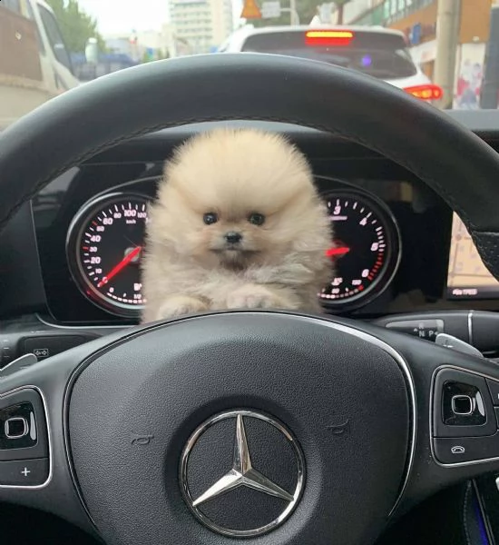 regalo  volpino pomerania mini toy | Foto 0