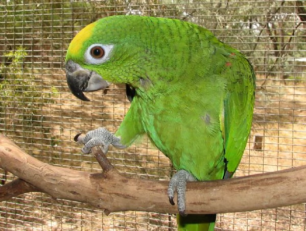 amazzone di pappagalli i ucelli di pappagalli sono disponibili per ladozione con tutte le vaccinaz