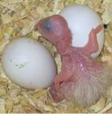 ara cenerino cacatua amazone uova fertili e cova per gli interessati e appassionati di pappagall