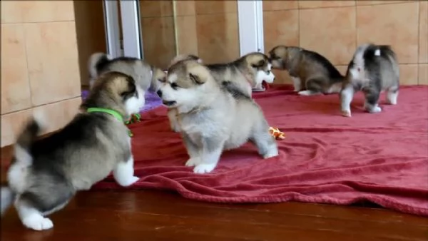 offro in adozione cucciolo regalo alaskan malamute cuccioli disponibile per ladozione adorabili c u