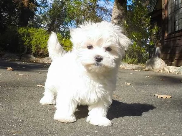 giocattolo regalo cuccioli di maltese i cuccioli di maltese sono disponibili per ladozione con tut