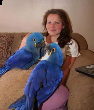 ara hyacinth  di pappagalli i ucelli di pappagalli sono disponibili per ladozione con tutte le vac