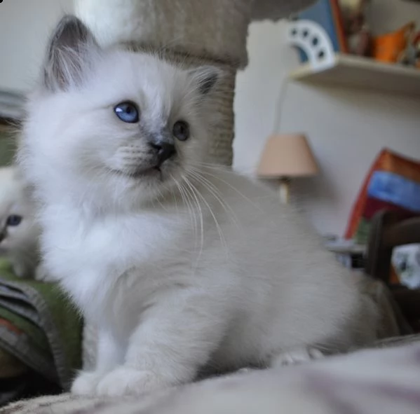 offro in regalo sacro birmani gattini con pedigree  cuccioli di  sacro birmani siamo urgentemente a