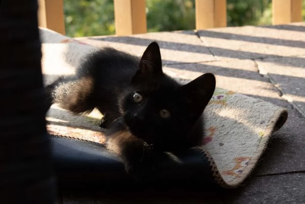 2 mesi - cuccioli gattini | Foto 2