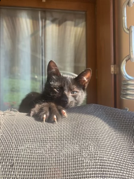 2 mesi - cuccioli gattini | Foto 1