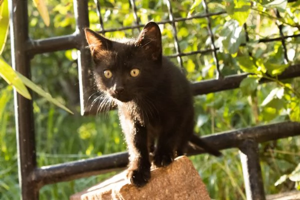 2 mesi - cuccioli gattini
