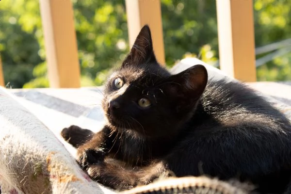 2 mesi - cuccioli gattini | Foto 0