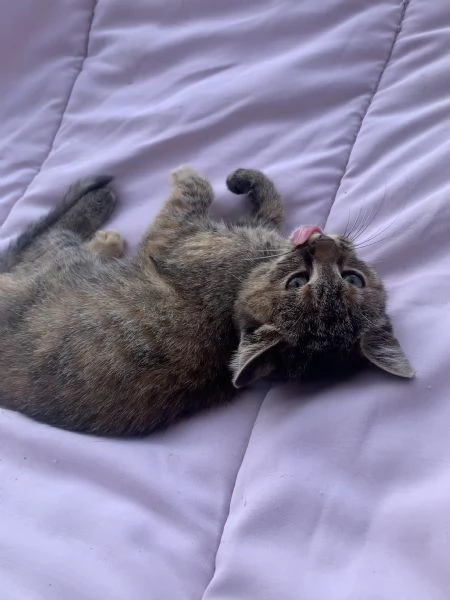 GATTINA TRICOLORE  3 MESI E MEZZO