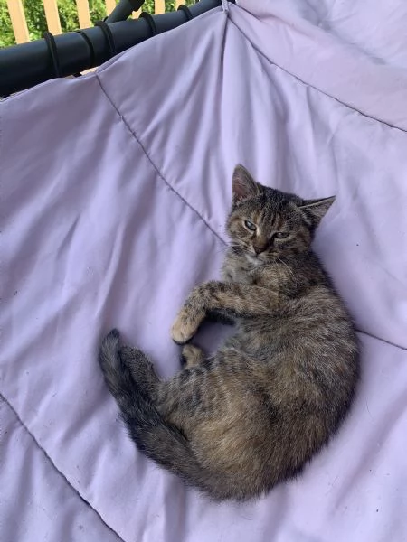 GATTINA TRICOLORE  3 MESI E MEZZO | Foto 1