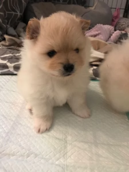 spettacoli cuccioli di volpino di pomerania nanospitz | Foto 2
