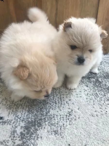 spettacoli cuccioli di volpino di pomerania nanospitz