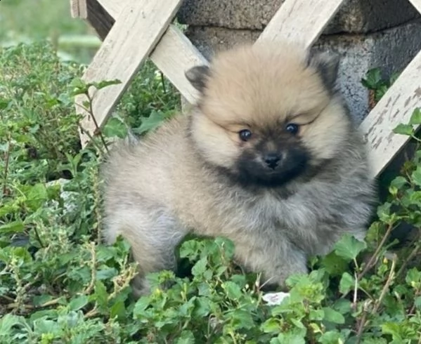 spettacoli cuccioli di volpino di pomerania nanospitz | Foto 0
