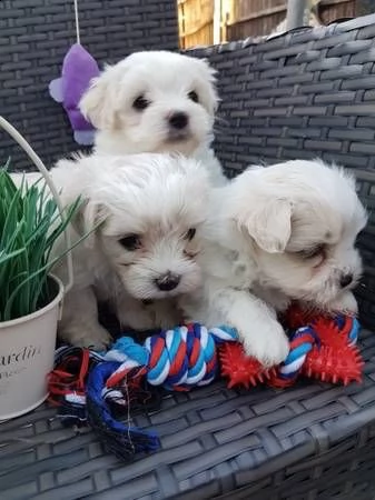 4 cuccioli di maltese toy
