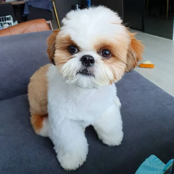 cuccioli disponibili | Foto 1