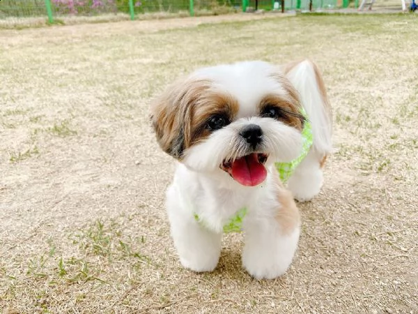 cuccioli disponibili | Foto 0