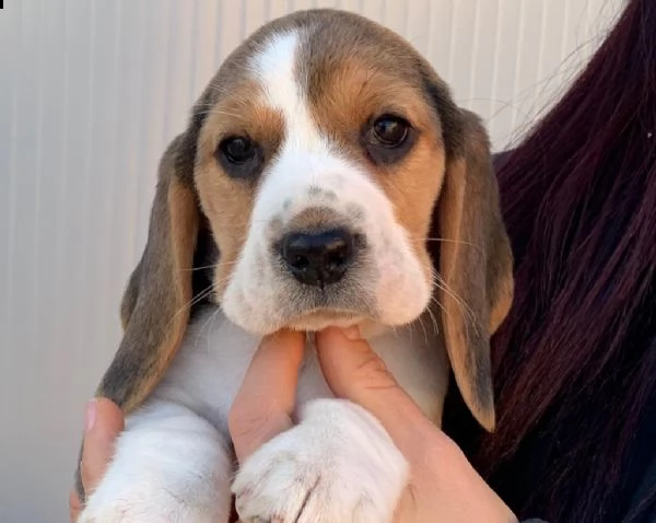 vendita cucciolo vendo cuccioli di beagle