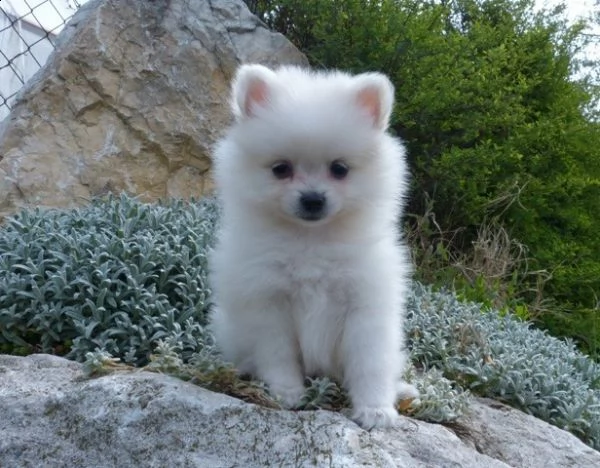 cucciolo di spitz maschietto