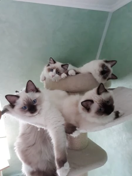 ragdoll cuccioli