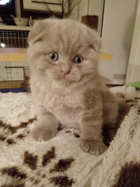 cucciolo scottish fold maschiofemmina | Foto 1