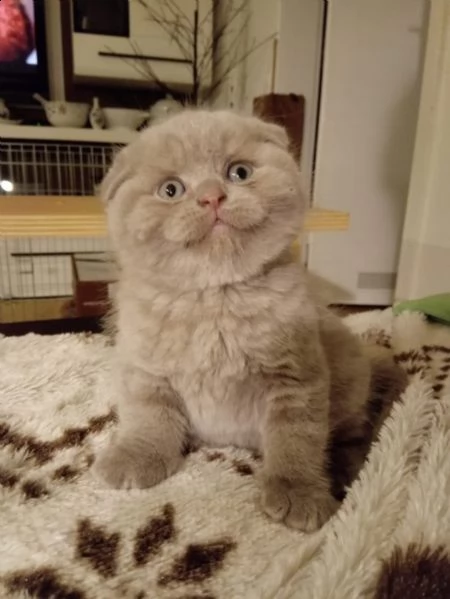 cucciolo scottish fold maschiofemmina | Foto 0
