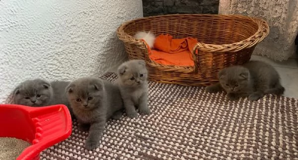 cucciolo scottish fold maschiofemmina